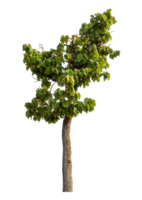 Green tree isolated on transparent background with clipping path and alpha channel. png