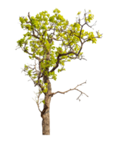 Tree isolated on transparent background with clipping path and alpha channel. png