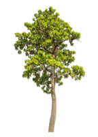 Grün Baum isoliert auf transparent Hintergrund mit Ausschnitt Pfad und Alpha Kanal. png