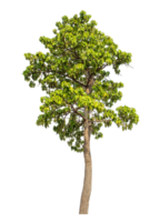 Green tree isolated on transparent background with clipping path and alpha channel. png