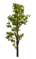 Green tree isolated on transparent background with clipping path and alpha channel. png