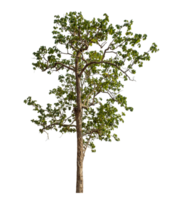 Green tree isolated on transparent background with clipping path and alpha channel. png