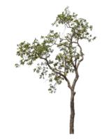 arbre isolé sur transparent Contexte avec coupure chemin et alpha canaliser. png