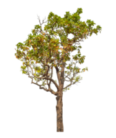 albero isolato su trasparente sfondo. png