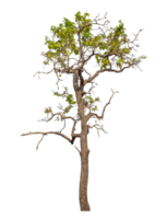 Green tree isolated on transparent background with clipping path and alpha channel. png