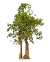 Green tree isolated on transparent background with clipping path and alpha channel. png