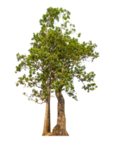 Green tree isolated on transparent background with clipping path and alpha channel. png