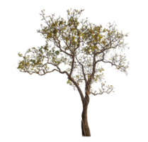 Tree isolated on transparent background with clipping path and alpha channel. png