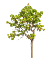 Tree isolated on transparent background with clipping path and alpha channel. png