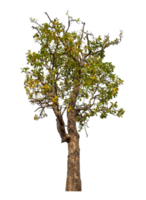 arbre isolé sur transparent Contexte avec coupure chemin et alpha canaliser. png