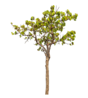 Tree isolated on transparent background with clipping path and alpha channel. png