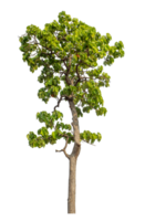 verde árbol aislado en transparente antecedentes con recorte camino y alfa canal. png