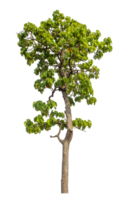 Green tree isolated on transparent background with clipping path and alpha channel. png