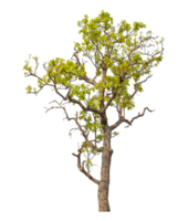 Tree isolated on transparent background. png