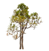 arbre isolé sur fond transparent. png