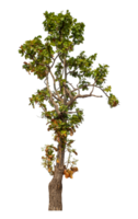 Green tree isolated on transparent background with clipping path and alpha channel. png