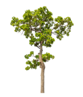 Green tree isolated on transparent background with clipping path and alpha channel. png