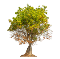 Tree isolated on transparent background with clipping path and alpha channel. png