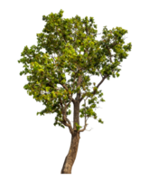 Green tree isolated on transparent background with clipping path and alpha channel. png