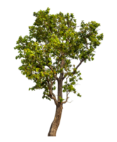 Green tree isolated on transparent background with clipping path and alpha channel. png