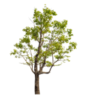 Green tree isolated on transparent background png