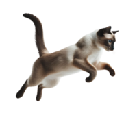 enérgico siamês gato correndo através transparente fundo, dinâmico felino movimento png