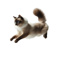 energisk siamese katt tävlar tvärs över transparent bakgrund, dynamisk kattdjur rörelse png