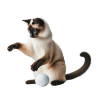 Cheerful Siamese Cat Engaged in Play on Transparent Background, Joyful Feline Activity png