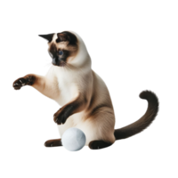 alegre siamês gato acionado dentro jogar em transparente fundo, alegre felino atividade png