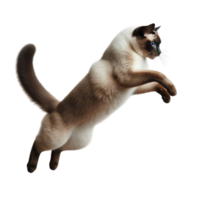 enérgico siamês gato correndo através transparente fundo, dinâmico felino movimento png