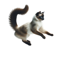 agraciado siamés gato saltando en aire, transparente fondo, aislado felino ilustración png