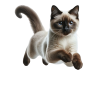 Graceful Siamese Cat Leaping in Mid-Air, Transparent Background, Isolated Feline Illustration png