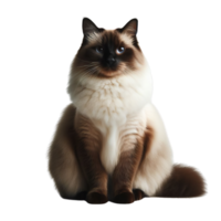 Majestic Siamese Cat Posing Gracefully on Transparent Background, Elegant Feline Portrait png
