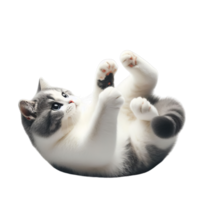 Adorable Kitten Engaged in Play on Transparent Background, Delightful Feline Frolic png