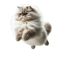 strahlend persisch Katze springen mit Eleganz auf transparent Hintergrund, fesselnd Schönheit im in der Luft png
