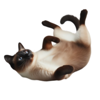 Cheerful Siamese Cat Engaged in Play on Transparent Background, Joyful Feline Activity png