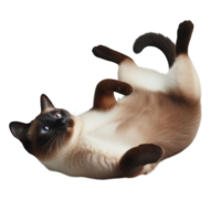 heiter Siamese Katze beschäftigt, verlobt im abspielen auf transparent Hintergrund, froh katzenartig Aktivität png