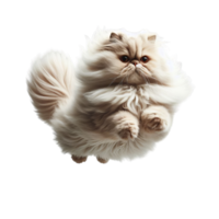 Radiant Persian Cat Leaping with Elegance on Transparent Background, Captivating Beauty in Mid-Air png