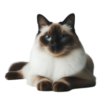 Majestic Siamese Cat Posing Gracefully on Transparent Background, Elegant Feline Portrait png