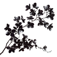 Branch with Black Flowers Cut Out Stock Photo Collection png