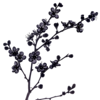 enigmatico ramo con nero fiori per il tuo creativo progetti png