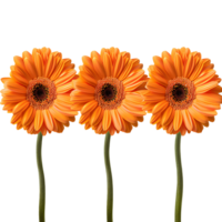 vibrant Orange fleurs isolé pour votre Créatif projets png