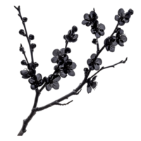 Explore Branch with Black Flowers Cut Outs Stock Photography Collection png
