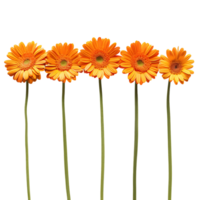 Radiant Orange Flowers for Your Creative Projects png