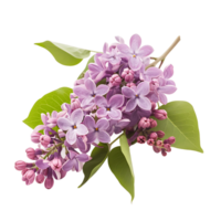 Purple Lilac Flowers Branch Variety Essential Stock Resource png
