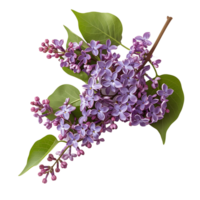 Enhance Your Projects with Isolated Purple Lilac Flowers Branch Cut Outs png