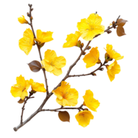 naturens skönhet isolerat gul höst blomma gren skära outs png