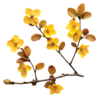 High Resolution Isolated Yellow Autumn Flower Branch Cut Outs for Any Design Need png