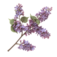 Elegant Purple Lilac Flowers Branch Cut Outs Ready to Use Images png