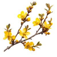 Enhance Your Projects with Isolated Yellow Autumn Flower Branch Cut Outs png